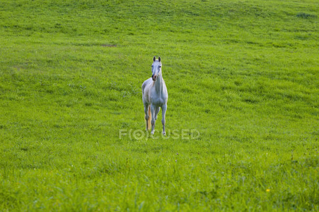 Сірий кінь у полі — стокове фото