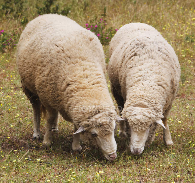 Sheep Grazing; Espanha — Fotografia de Stock