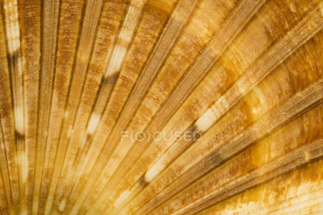 Pequeña concha de mar colorido - foto de stock