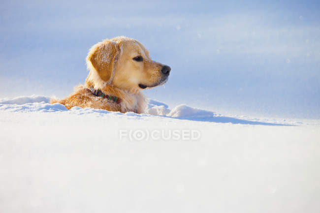 Пес похований у снігу — стокове фото