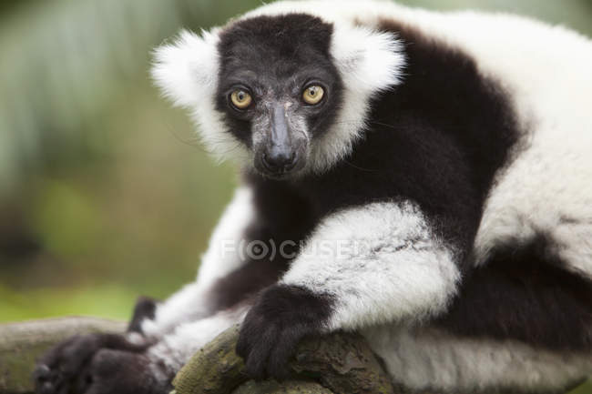 Black-And-White Ruffed Lemur — Stock Photo