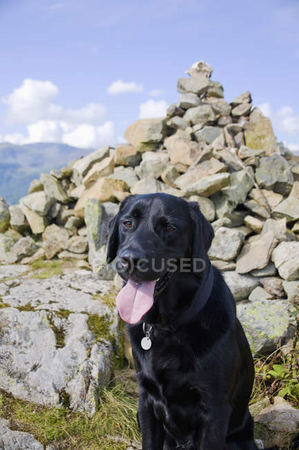 Black Labrador Retriever se sienta - foto de stock
