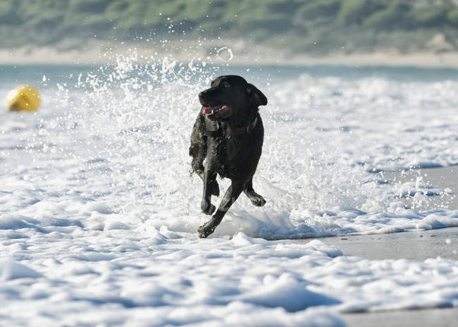 Cane che corre in marea lungo spiaggia — Foto stock