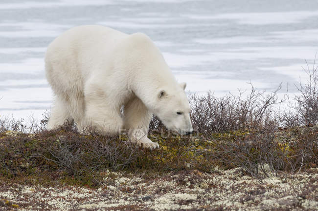 Urso polar explorando em Tundra — Fotografia de Stock
