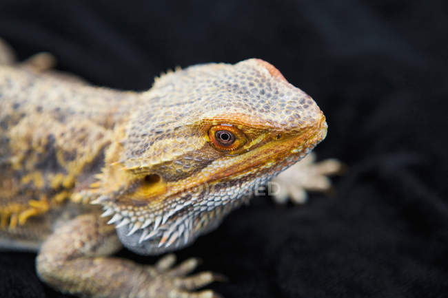 Lizard looking at camera — Stock Photo
