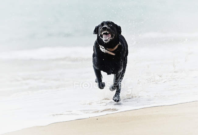 Schwarzer Labrador-Hund läuft Strand hinunter — Stockfoto