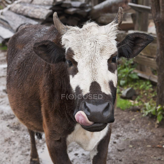 Корова облизуючи губи — стокове фото