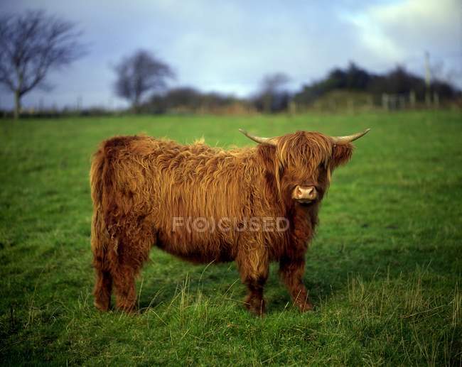 Mucca delle Highlands nel prato — Foto stock