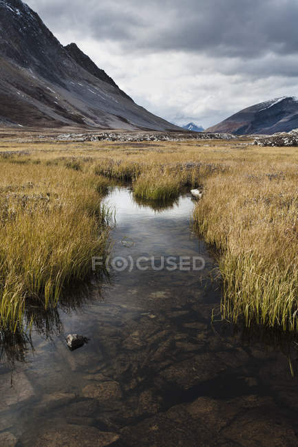 Roseaux dans un étang au col Wilcox — Photo de stock