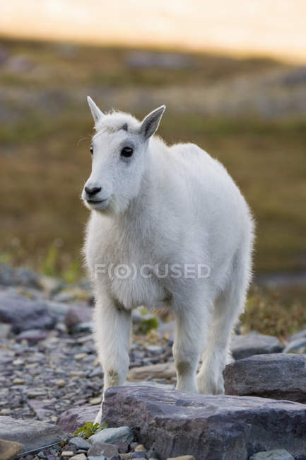 Cabra de montaña niño - foto de stock