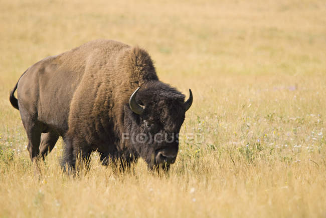 Bison em pé na grama amarela — Fotografia de Stock