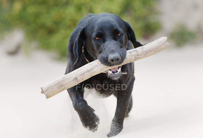 Dog Carrying Stic — Stock Photo
