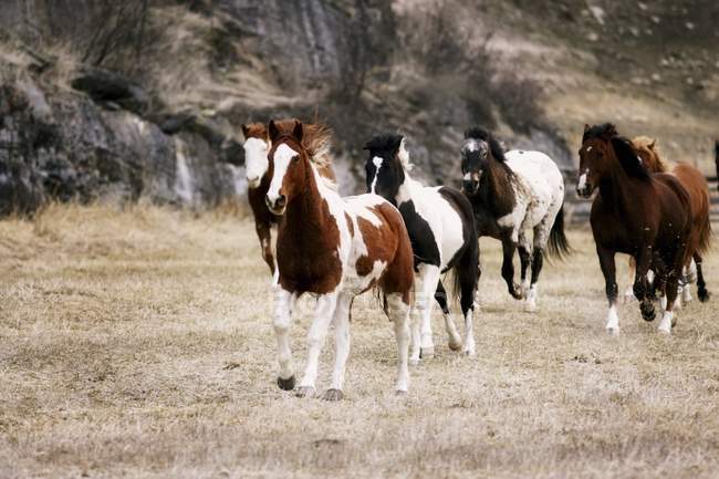 Cavalli che galoppano in campo — Foto stock
