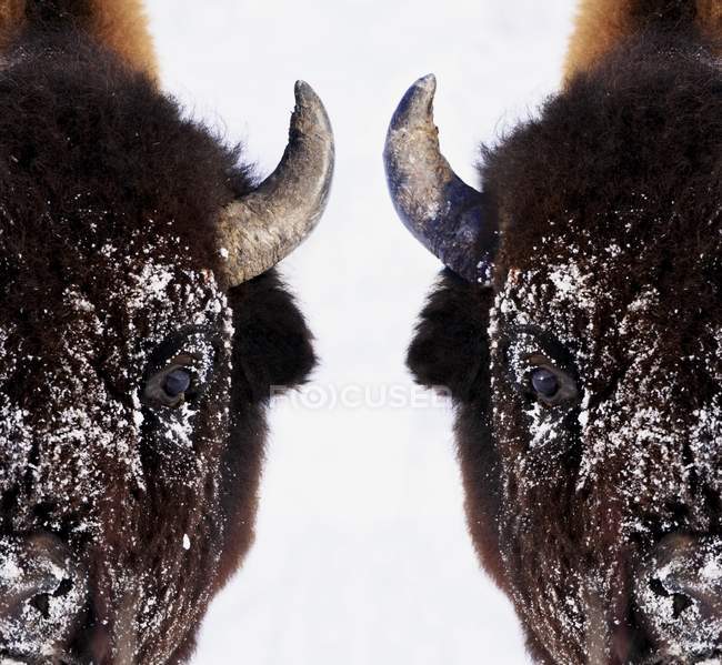 Bisons en invierno sobre nieve - foto de stock