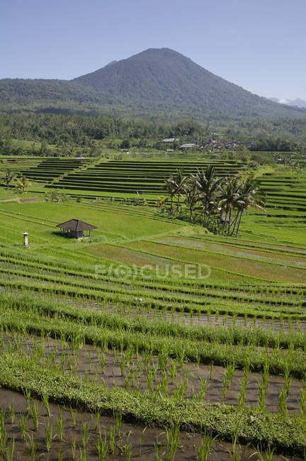 Reisfelder, jatiluwih, bali, — Stockfoto