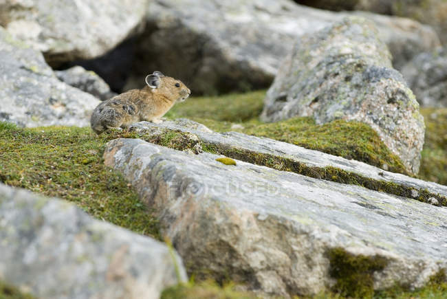 Pika se trouve au sommet du rocher — Photo de stock