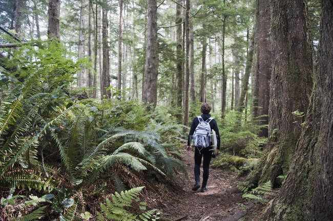 Молода людина, походи через ліс; Ковзання точки Вашингтон Сполучені Штати Америки — стокове фото