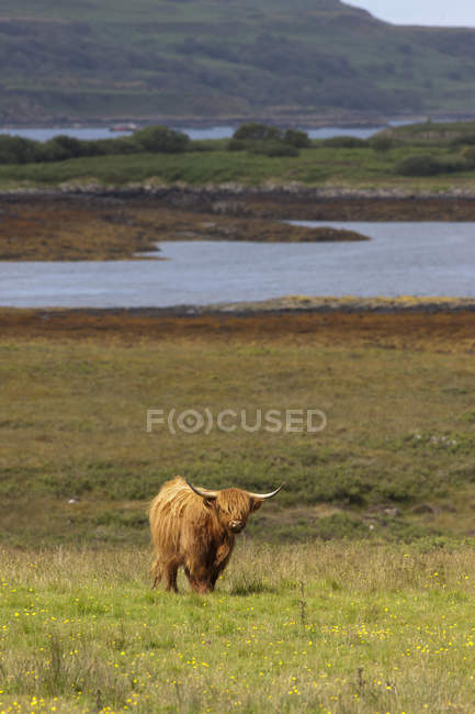 Highland Cattle In Field — Stock Photo