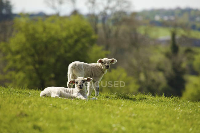 Dos corderos jóvenes en la ladera - foto de stock