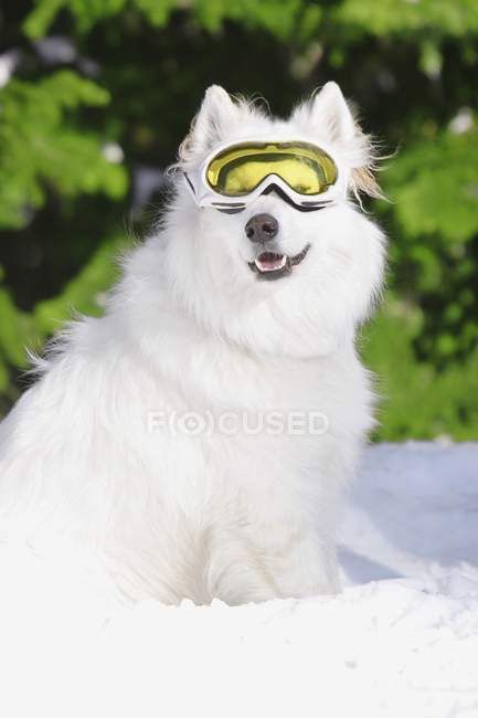 Cane bianco nella neve — Foto stock