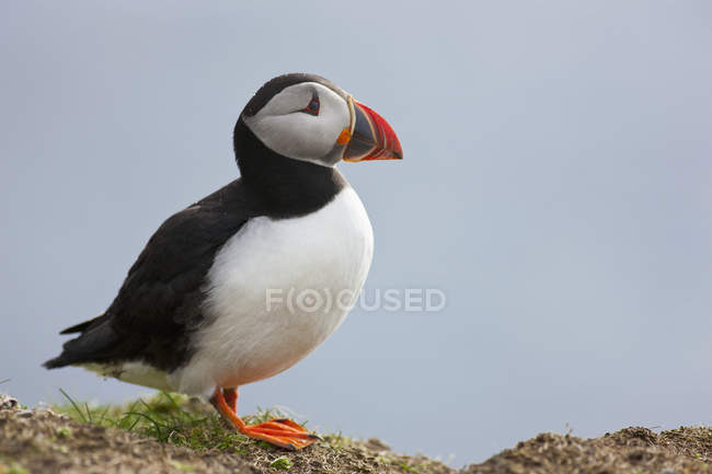 Puffin standing on ground a — Stock Photo