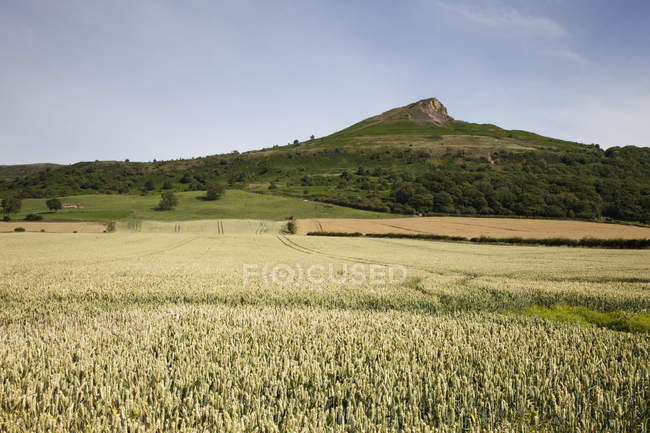 Белые полевые цветы в поле и холме — стоковое фото