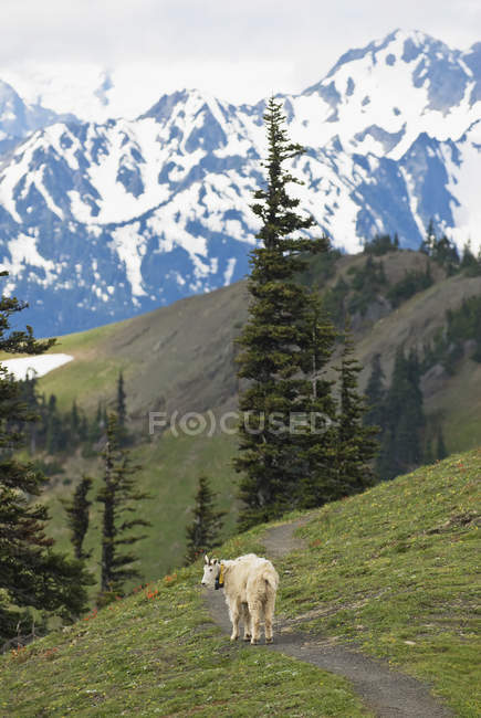 Chèvre de montagne avec balise de suivi — Photo de stock