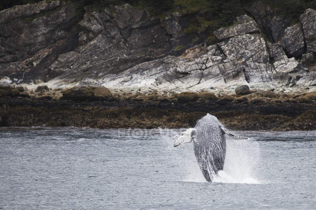 Разрыв горбатых китов — стоковое фото