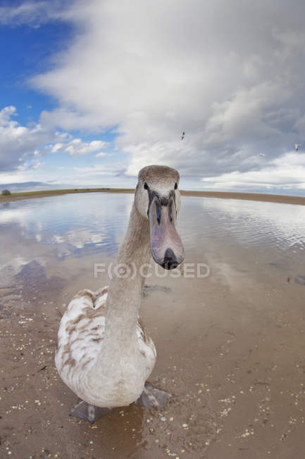Goose Standing On Beach — Stock Photo