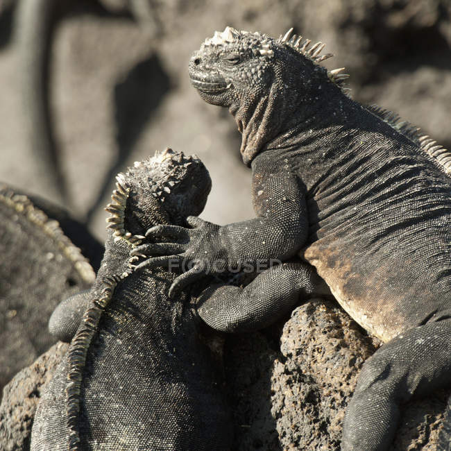 Duas iguanas marinhas — Fotografia de Stock