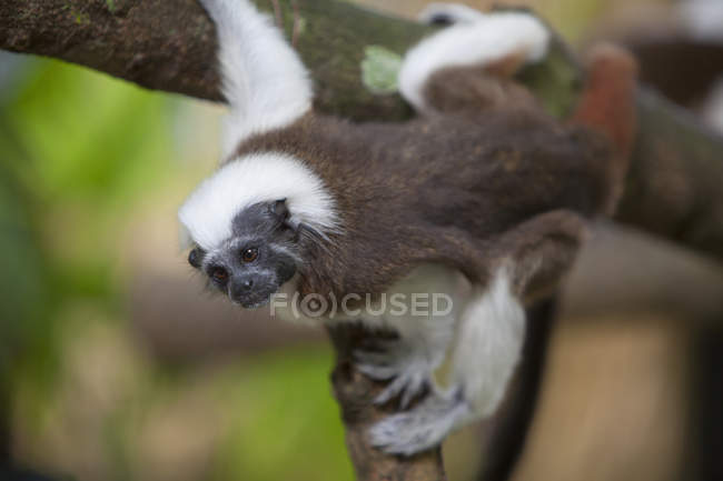 Бавовняна тамаринська мавпа — стокове фото