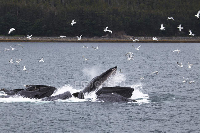 Ballenas jorobadas en la superficie del agua - foto de stock