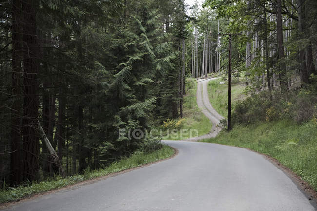 Estrada sinuosa através da floresta — Fotografia de Stock