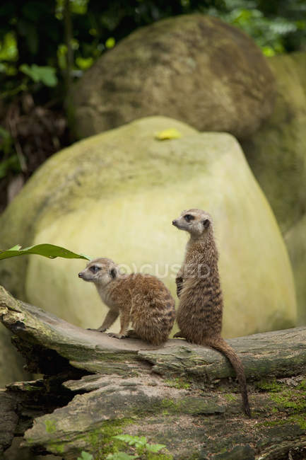 Deux suricates assis sur le tronc — Photo de stock