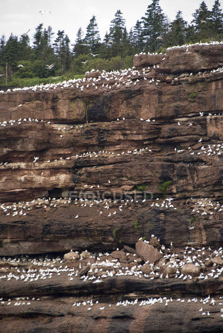 Gannets du Nord sur la falaise — Photo de stock