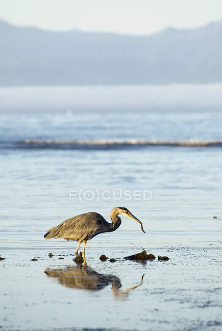 Grande garça azul — Fotografia de Stock