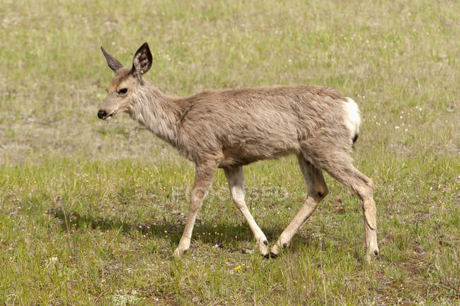 Lone Deer walking in field — Stock Photo