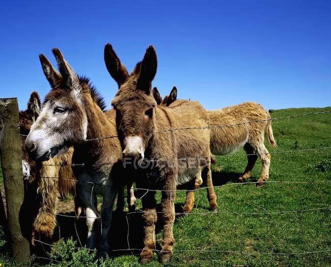 Donkeys on green grass — Stock Photo