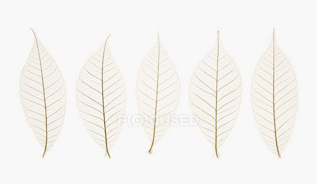 Layered transparent leaves — Stock Photo