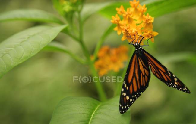 Mariposa monarca sentada en la flor - foto de stock