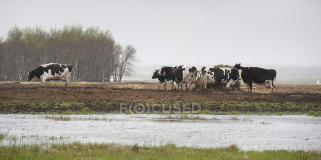 Коровы пасутся в поле рядом с затопленным районом, Манитоба, Канада — стоковое фото