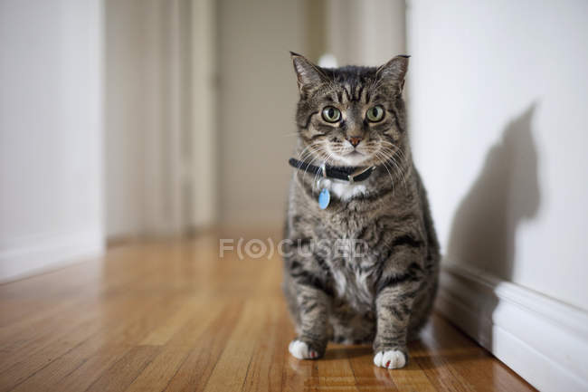 Кішка сидить в коридорі — стокове фото