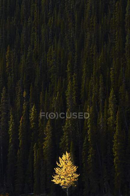 Yellow Tree In Green Forest — Stock Photo