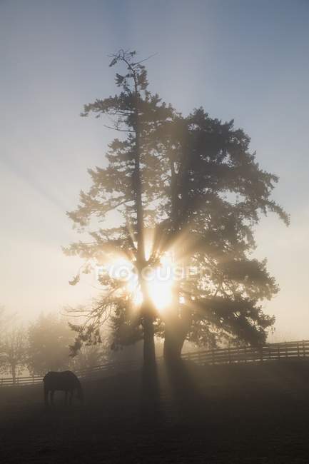 Luce del sole attraverso l'albero — Foto stock