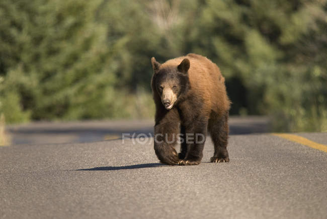 Estrada de cruzamento de urso — Fotografia de Stock