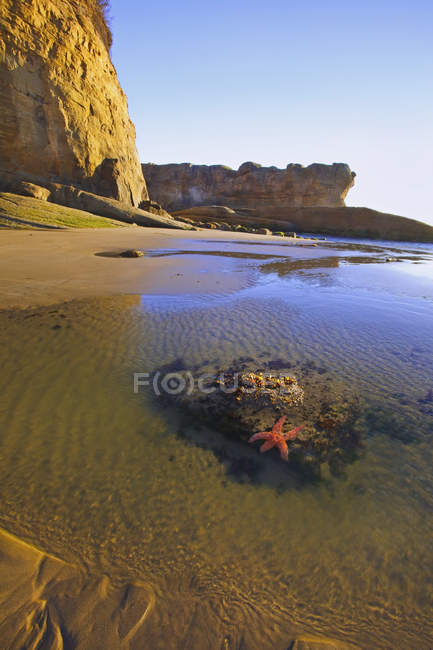 Estrella de mar se sienta en la roca - foto de stock