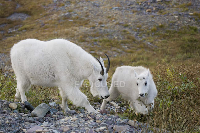 Pâturage des chèvres de montagne — Photo de stock