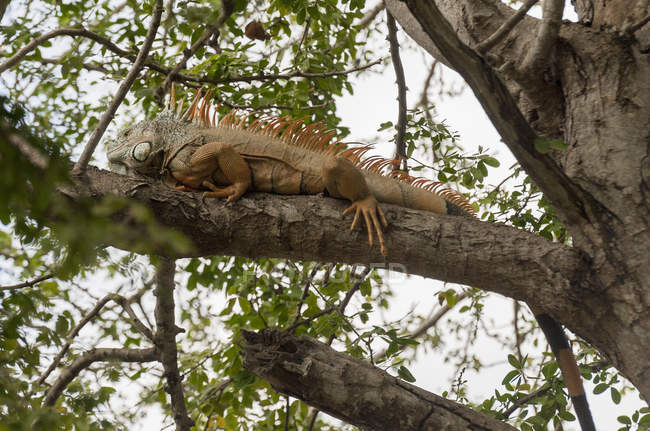 Игуана на ветке дерева — стоковое фото