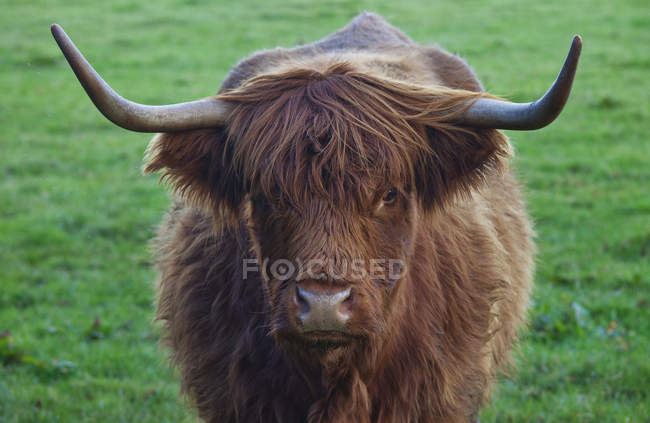 Yak con cuernos grandes; Fronteras escocesas, Escocia - foto de stock