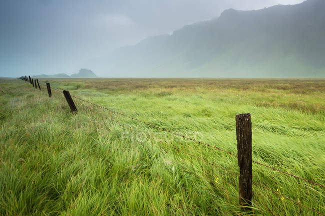 Brouillard sur un champ avec herbe longue — Photo de stock